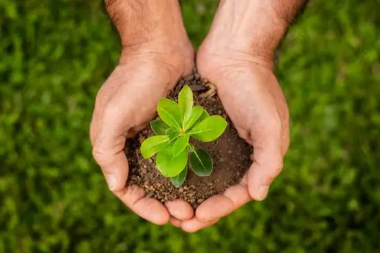 Hands holding a young plant in soil